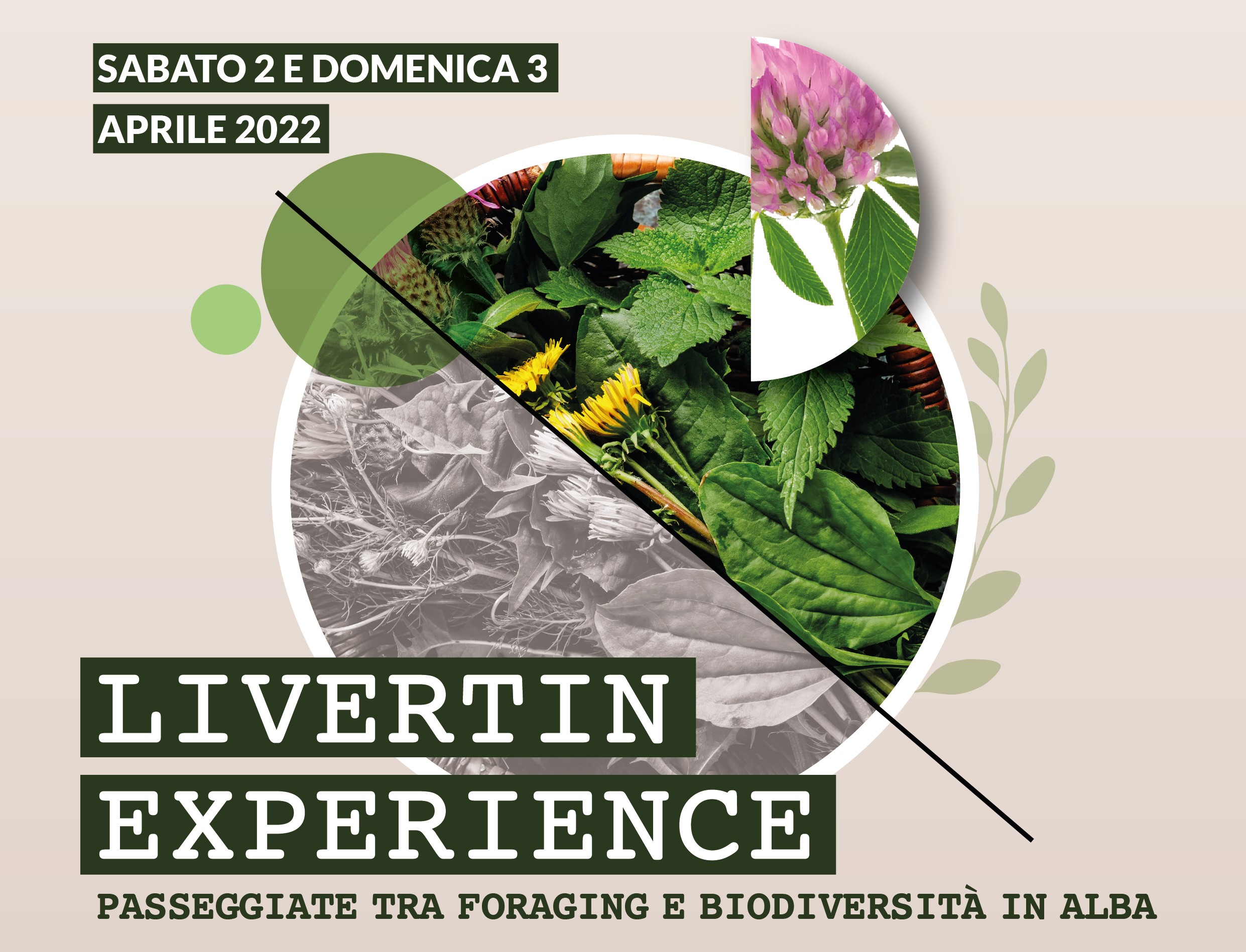 Livertin Experience – Passeggiate tra foraging e biodiversità in Alba