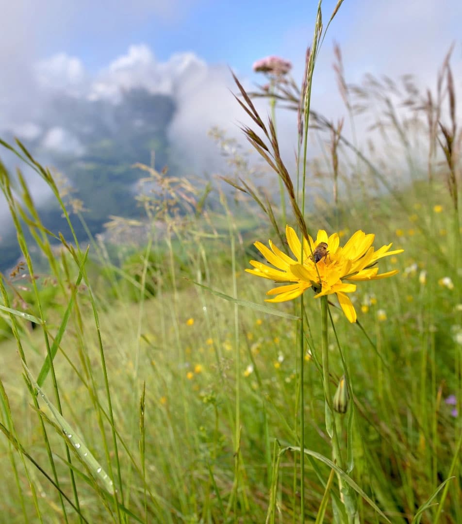 Biodiversità Stellata/ Biodiversité Étoilée