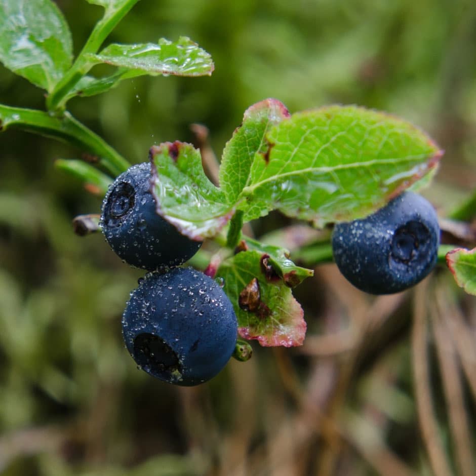 Biodiversità Stellata